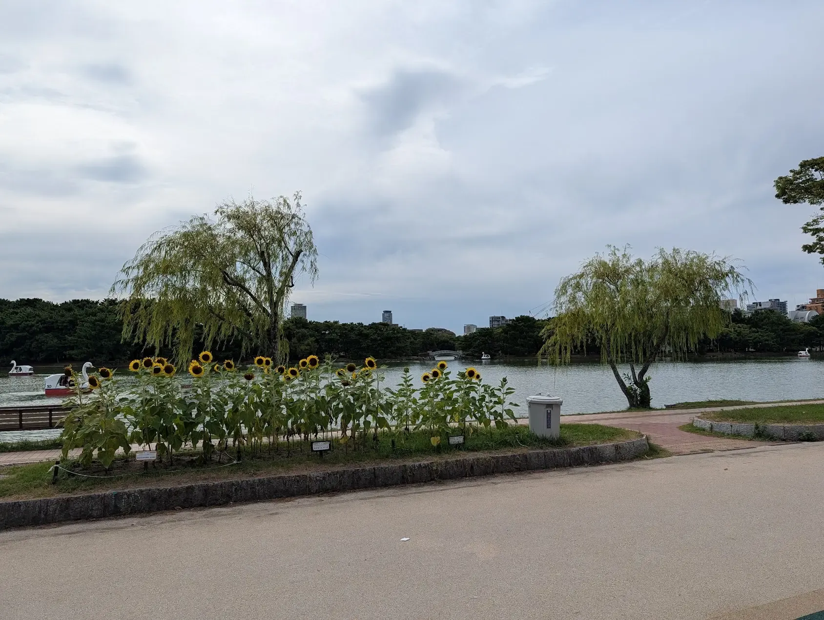 湖畔向日葵